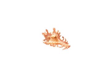 Chicoreus aculeatus beige/rose | Murex épineux - Top GEM