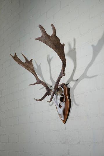 Fallow Buck Trophy Schedel - Dama dama----NO, Nieuw