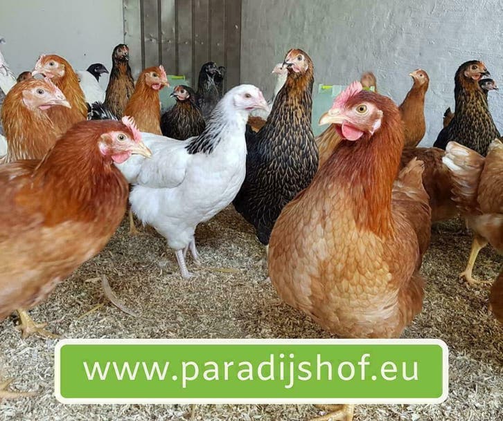 legkippen beschikbaar @ Paradijshof vanaf 20/02/26, Dieren en Toebehoren, Pluimvee | Toebehoren, Nieuw, Ophalen