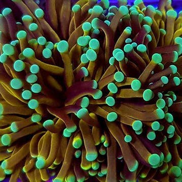 Euphyllia Glabrescens NY knicks (2 koppen)