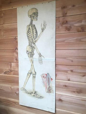 Anatomisch model - Dun karton - 1899 - Oude schoolplaat