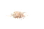 unieke stekelige oesters  Taxidermie wandmontage -