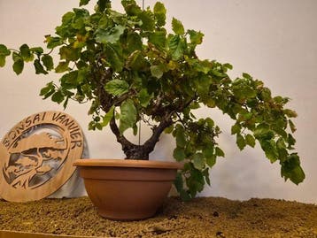 corylus contorta - Hoogte (boom): 40 cm - Diepte (boom): 60