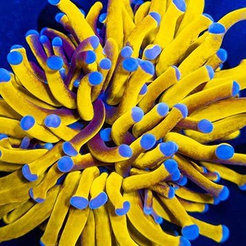 Euphyllia Glabrescens 24K (2 koppen)