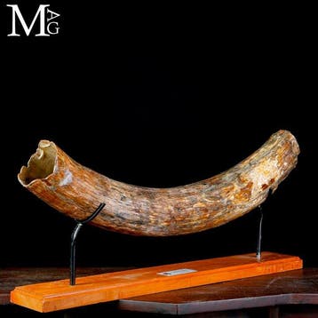 Fossiele slagtand van Mammuthus primigenius - Pleistoceen