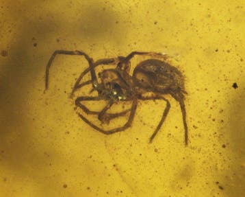 Ambre de Birmanie - Ambre - Burmese Amber with Fossil Spider