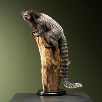 Zwartoorpenseelaapje Taxidermie Opgezette Dieren By Max, Ophalen of Verzenden, Nieuw, Wild dier, Opgezet dier