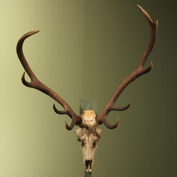 Edelhert Gewei Taxidermie Opgezette Dieren By Max, Ophalen of Verzenden, Nieuw, Wild dier, Opgezet dier