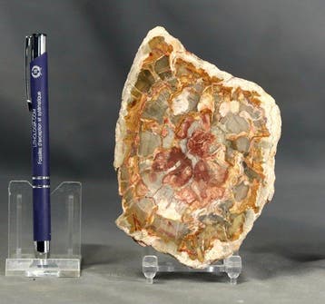 Mooi en decoratief gefossiliseerd hout op een standaard -
