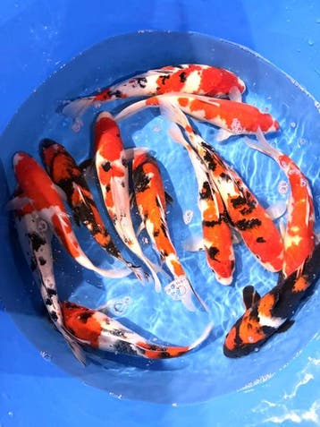 Hirasawa Marusei 30-37cm (Japanse Koi), Ophalen of Verzenden, Nieuw