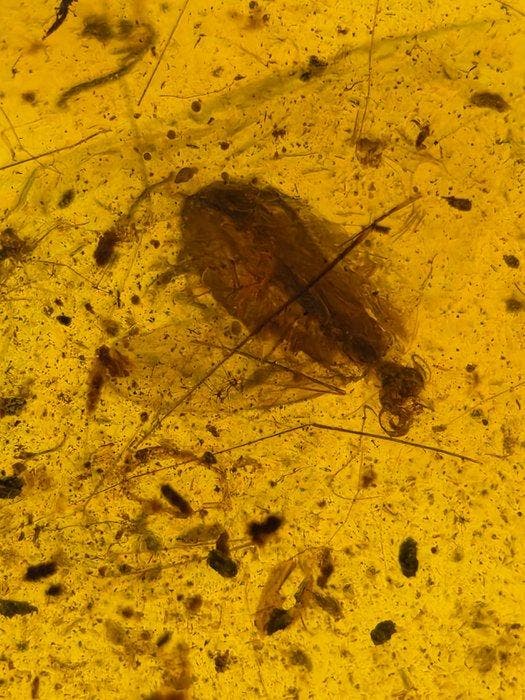 Birmese barnsteen - Barnsteen - Large Burmese Amber with Fly, Verzamelen, Mineralen en Fossielen