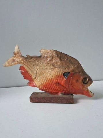 Piranha Taxidermie volledige montage - Pygocentrus nattereri