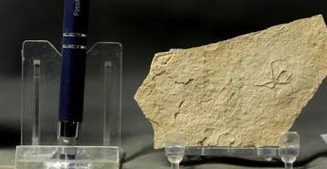 Uitstekende fossiele zeester - Natuurlijk - Gefossiliseerd, Verzamelen