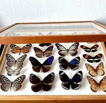 Historische Danainae mimicry collectie - 25 jaar veldwerk, Nieuw