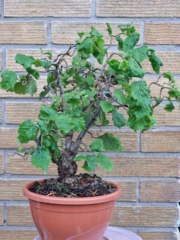 Corylus bon­sai - Hauteur (arbre) : 30 cm - Profondeur