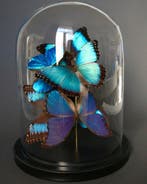 Vlinder Taxidermie volledige montage - Morpho peleides x