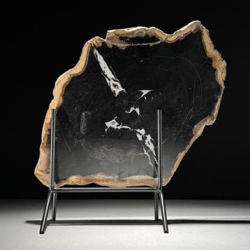 C - Tranche spectaculaire de bois pétrifié sur un socle