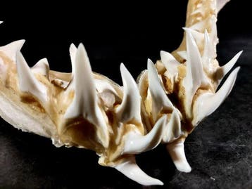 Indrukwekkende kaak van een makohaai Taxidermie volledige, Nieuw