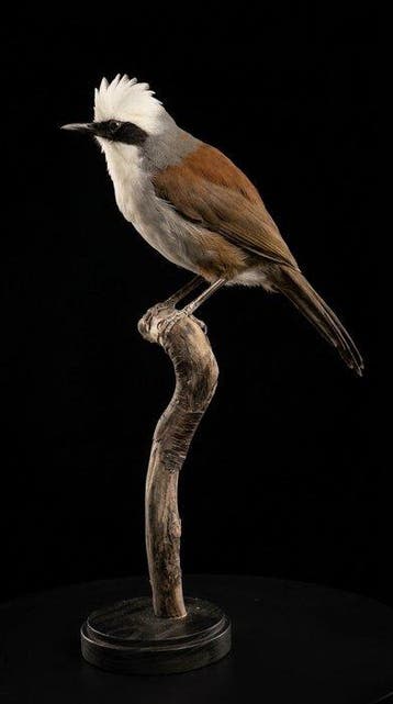 Garrulax met witte kuif Taxidermie volledige montage -, Nieuw