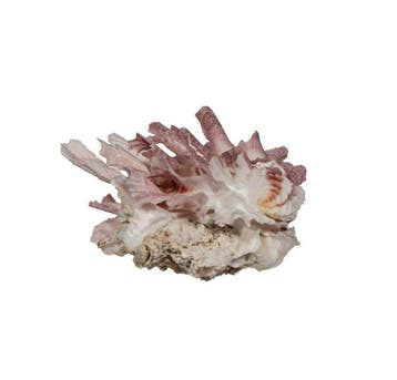 Zeldzame paarse stekelachtige oester – Spondylus variegatus, Nieuw