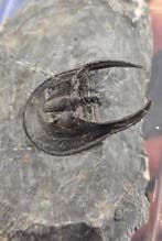 Trilobiet - Gefossiliseerd dier - Harpes perradiatus - 9 cm