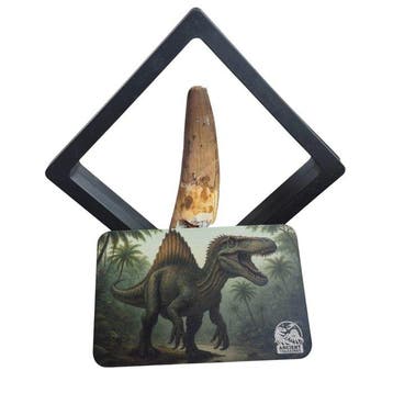 Dinosaure Dent - Spinosaurus Aegyptiacus - 10 mm - 10 mm -