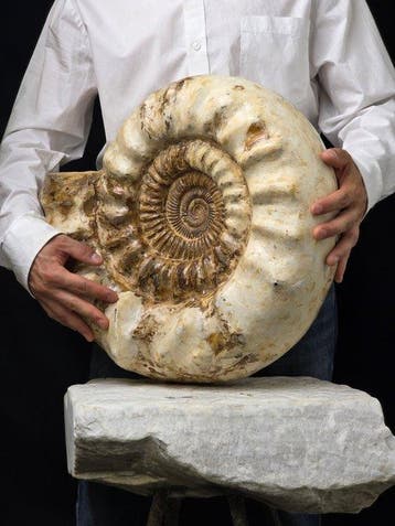 Ammonite géante - 39 kg - Coquillage fossilisé -