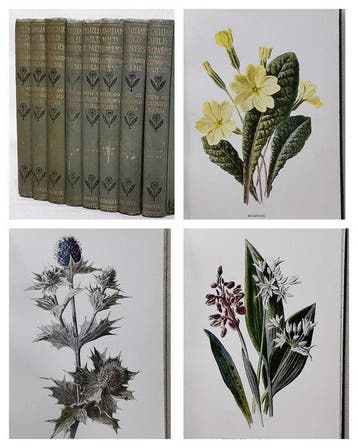 F. Edward Hulme - Familiar Wild Flowers (With 320 Colour