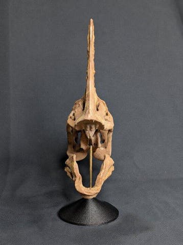 Spike the Oviraptor - Museumkwaliteit-replica - Fossiele