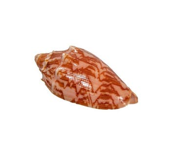 Cymbiola vespertilio (70 mm, Top-Zustand GEM) – Uitstekend, Nieuw