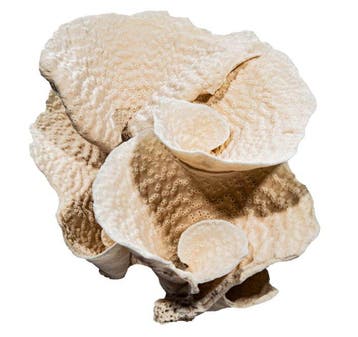 Exclusieve XXL steenkoraal (33 cm) – Prachtig verzamelobject
