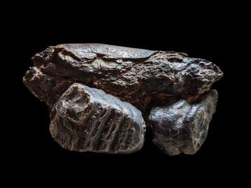 Stegodont - Dent fossile - 18 cm - 12 cm