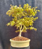 Japanese maple bonsai (Acer palmatum) - Hauteur (arbre) : 44