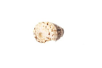 Gestreepte kegelschelp Conus bandanus | Zeldzaam, Nieuw