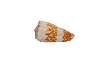 Rariteit: Conus vidua ORANGE – 45mm – GEM – Palawan,, Nieuw