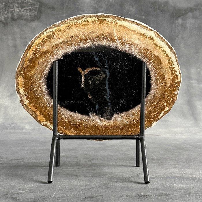 Prachtige plak versteende palmwortel op een op maat gemaakte, Antiek en Kunst, Kunst | Designobjecten