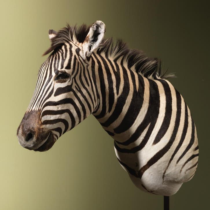 Zebra Taxidermie Opgezette Dieren By Max, Verzamelen, Dierenverzamelingen, Opgezet dier, Nieuw, Wild dier, Ophalen of Verzenden