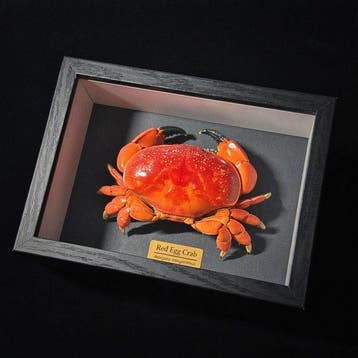 Crabe Support mural pour taxidermie - Red Egg Crab - 3 cm -