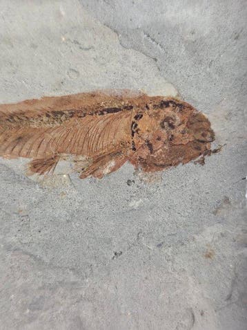 Poisson - Animal fossilisé - Lycoptera - 11 cm (Sans prix de
