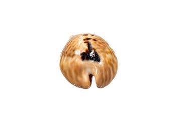 SPECIMEN MAGNIFIQUE : Cypraea mus (Mouse Cowrie) – Rareté, Nieuw