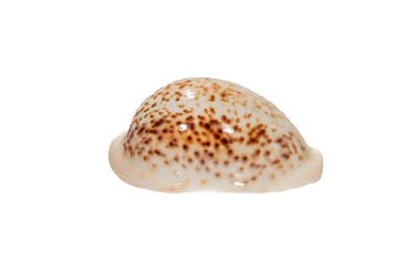 Pantherkauri-slak – Cypraea pantherina albonitens – GEM