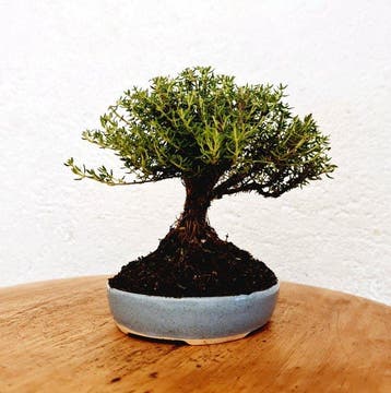 tijm - Hoogte (boom): 15 cm - Diepte (boom): 15 cm - Spanje