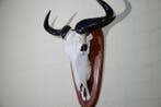 Grand et lourd Blue Wildebeest Crâne - Connochaetes taurinus, Nieuw