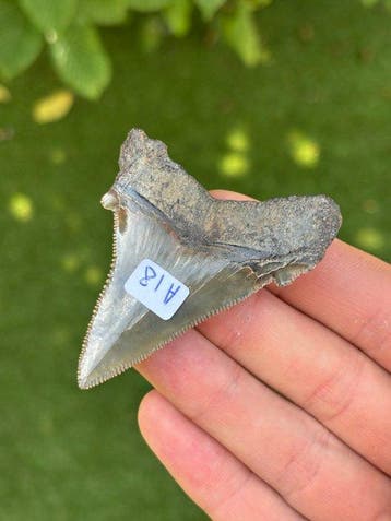 Requin - Dent fossile - Otodus Angustidens - 7 cm - 5.5 cm