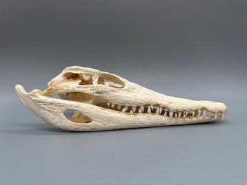 Nijlkrokodil Schedel van een reptiel - Crocodylus niloticus