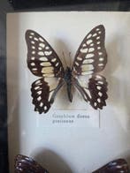 Vlinder Taxidermie volledige montage - Lepidoptera - 25 cm -, Verzamelen, Nieuw