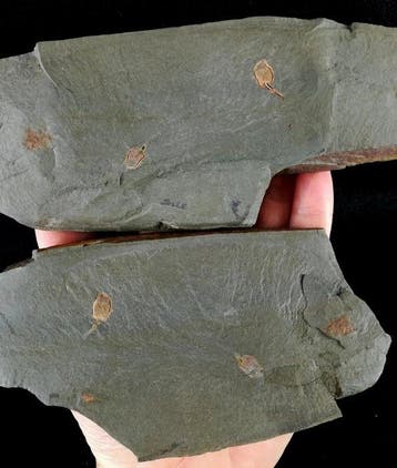 Primitieve echinoderm - Stylophora!!! - Gefossiliseerd dier