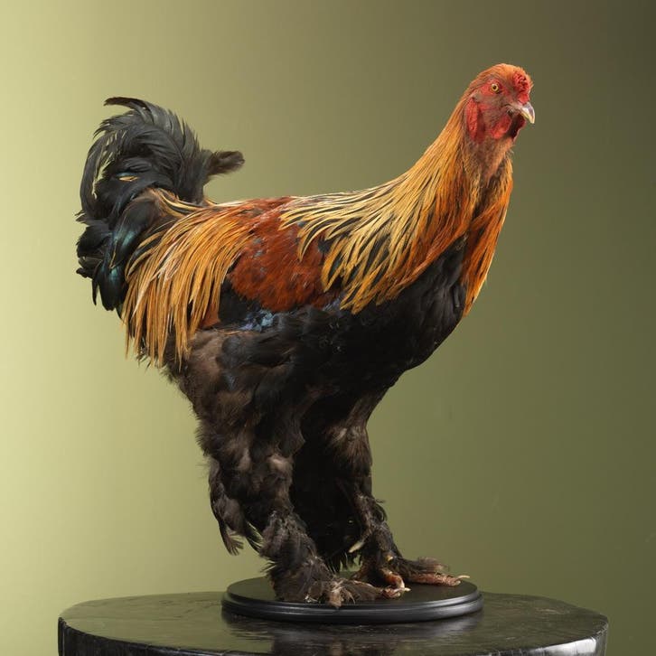 Brahma Kip Taxidermie Opgezette Dieren By Max, Collections, Collections Animaux, Enlèvement ou Envoi
