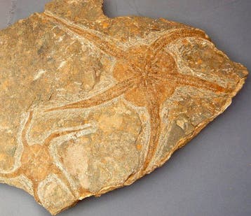 Une dalle dOphiuroidea (starfish) et un autre fossile