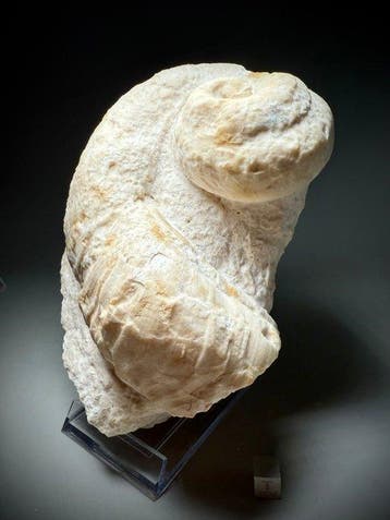 Rudiste complet rare - Coquillage fossilisé - Caprina